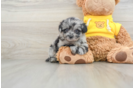 Mini Aussiedoodle Pup Being Cute