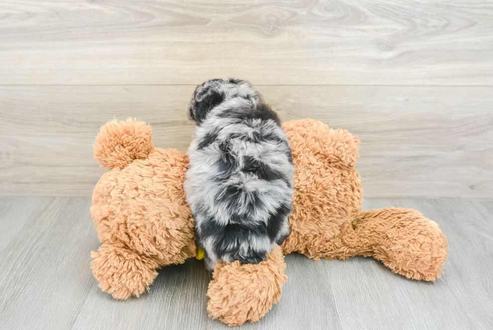 Best Mini Aussiedoodle Baby