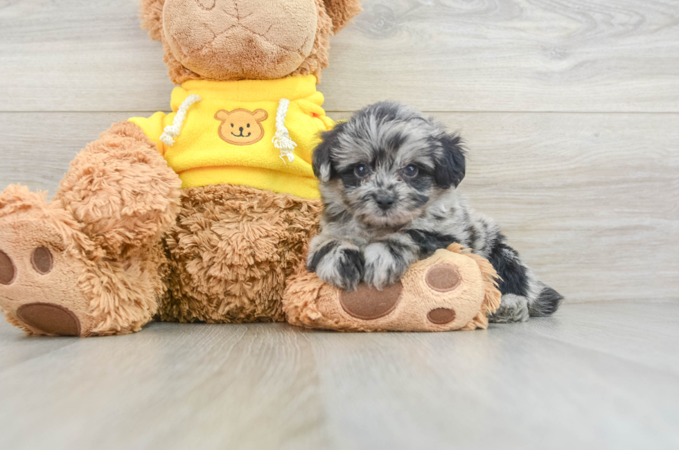 6 week old Mini Aussiedoodle Puppy For Sale - Premier Pups