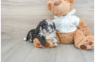 Cute Mini Aussiedoodle Baby