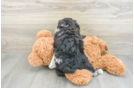 Mini Aussiedoodle Puppy for Adoption