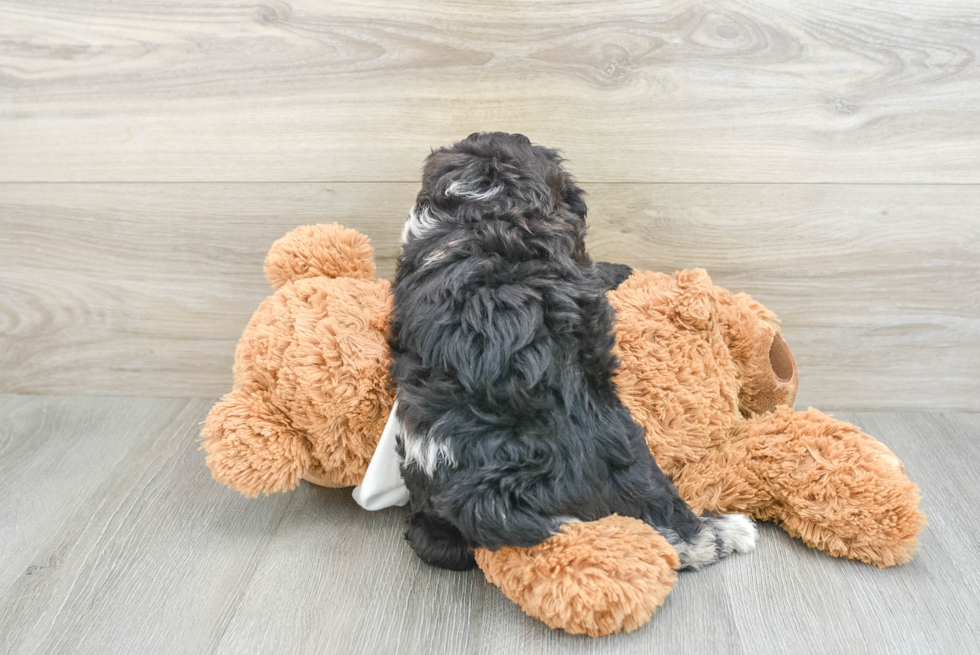 Mini Aussiedoodle Puppy for Adoption