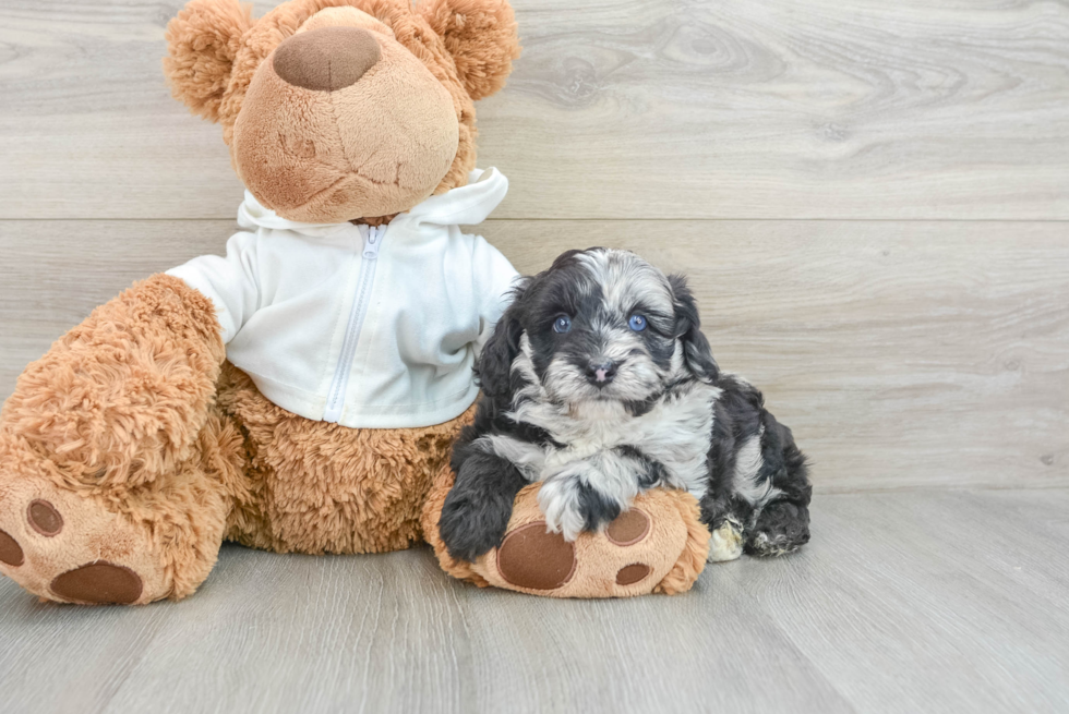 Best Mini Aussiedoodle Baby