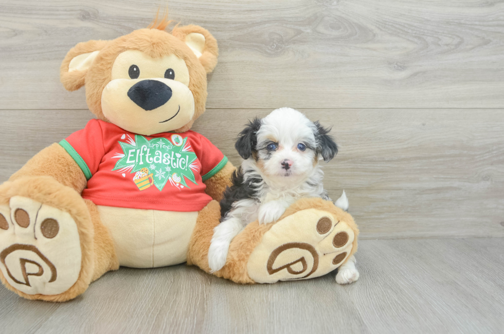 6 week old Mini Aussiedoodle Puppy For Sale - Premier Pups