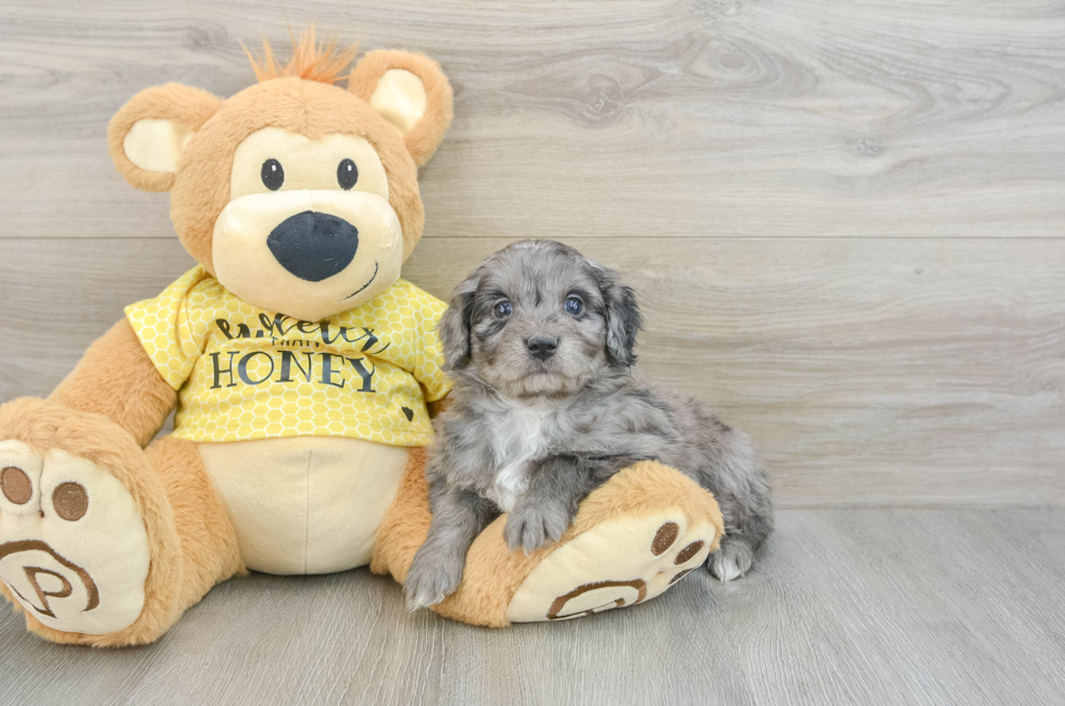 7 week old Mini Aussiedoodle Puppy For Sale - Premier Pups