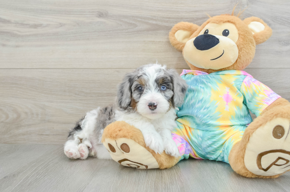 6 week old Mini Aussiedoodle Puppy For Sale - Premier Pups