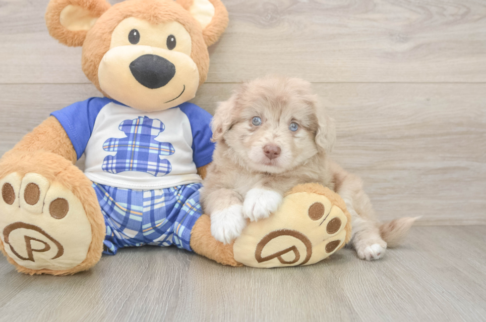 6 week old Mini Aussiedoodle Puppy For Sale - Premier Pups