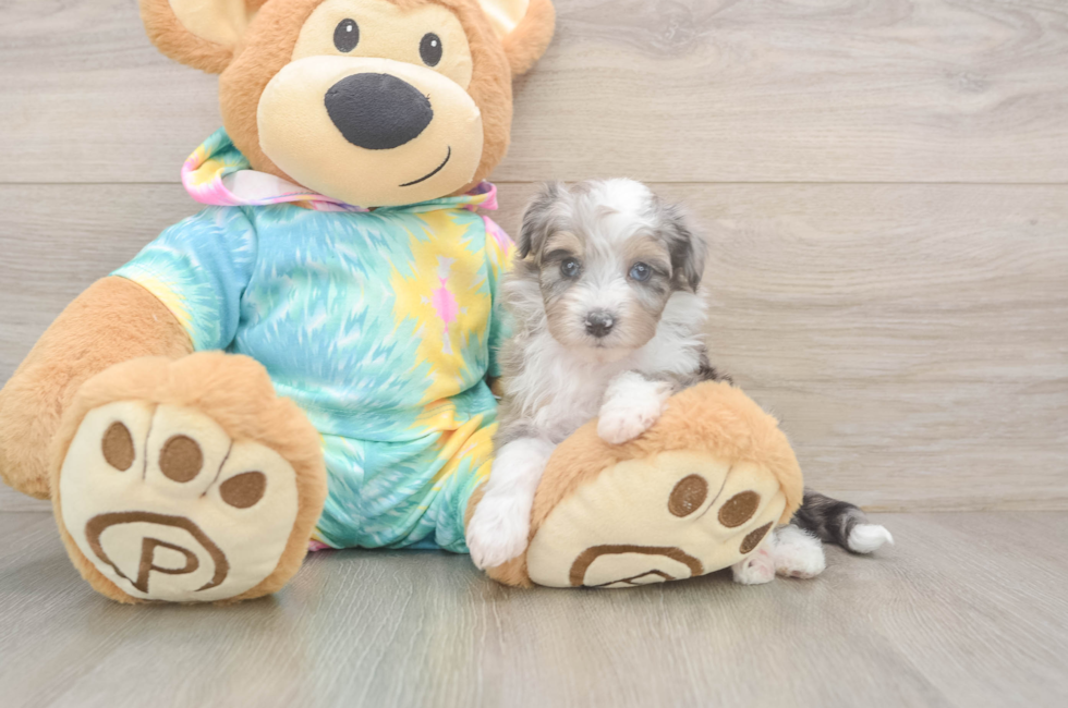 5 week old Mini Aussiedoodle Puppy For Sale - Premier Pups