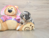 7 week old Mini Aussiedoodle Puppy For Sale - Premier Pups