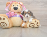 6 week old Mini Aussiedoodle Puppy For Sale - Premier Pups