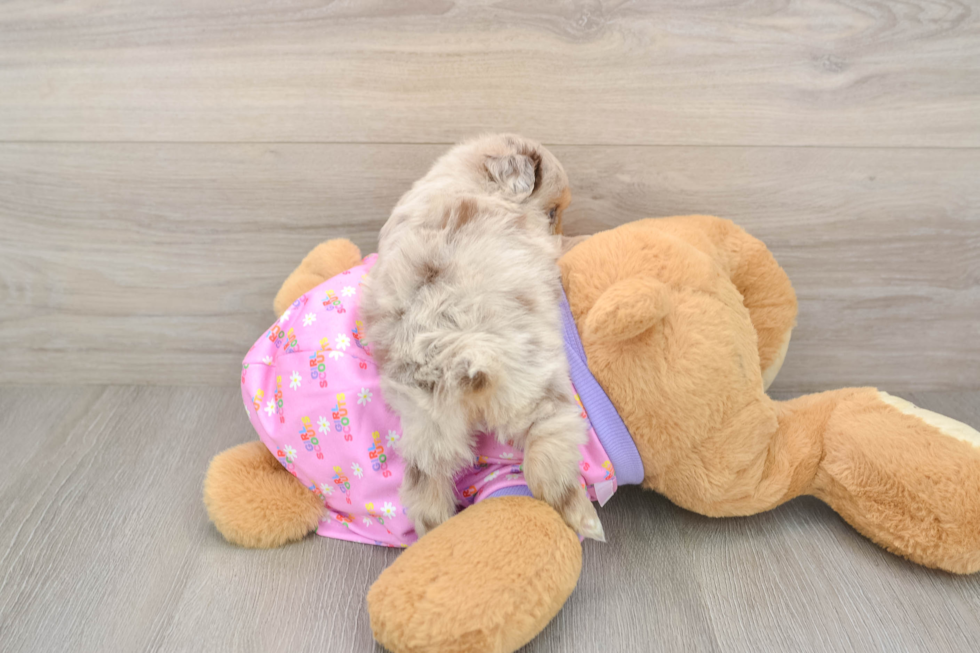 Mini Aussiedoodle Pup Being Cute