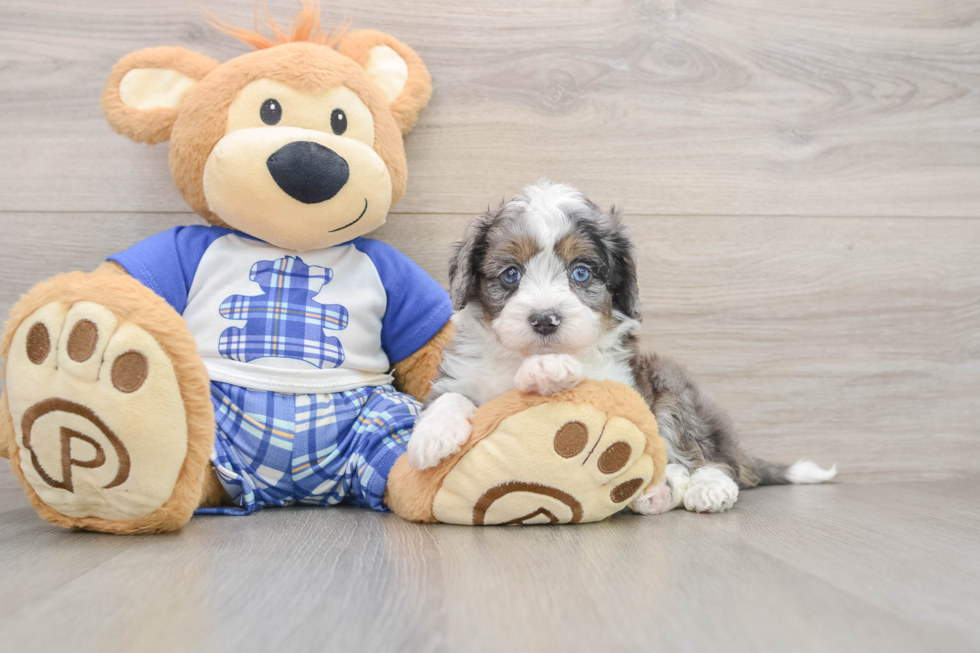 Adorable Mini Australian Shepherd X Poodle Mix Poodle Mix Puppy