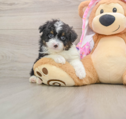 7 week old Mini Aussiedoodle Puppy For Sale - Premier Pups