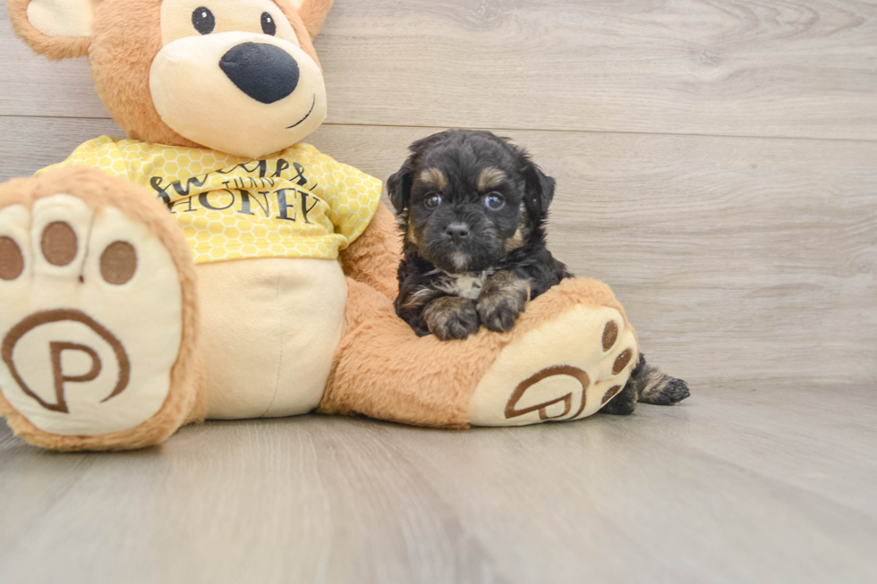 Mini Aussiedoodle Pup Being Cute