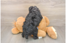 Best Mini Aussiedoodle Baby