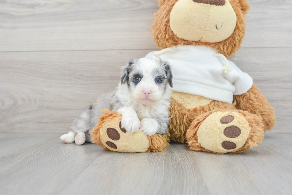 Energetic Aussiepoo Poodle Mix Puppy