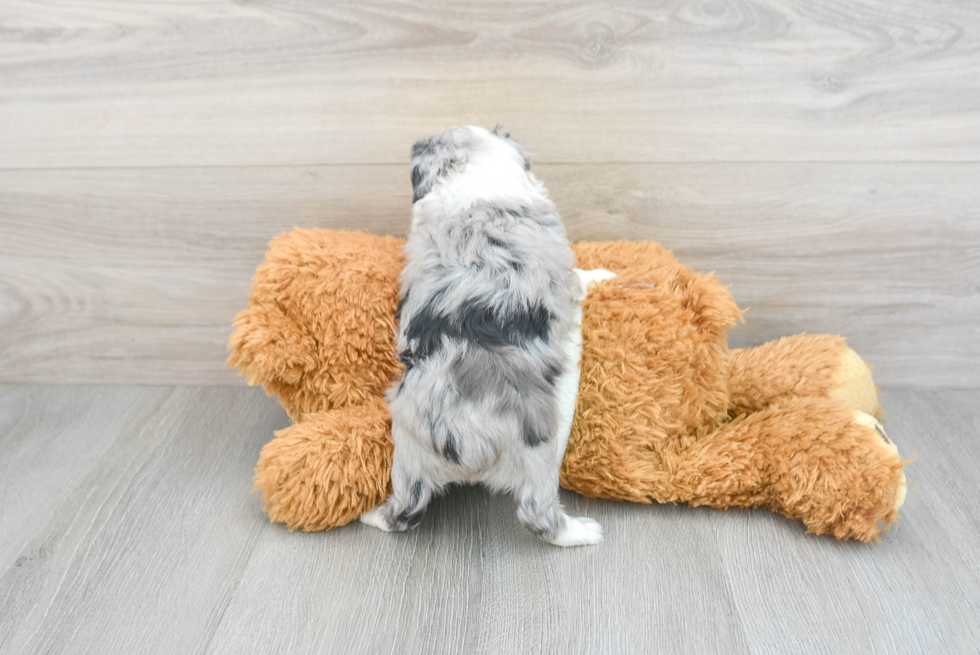 Popular Mini Aussiedoodle Poodle Mix Pup