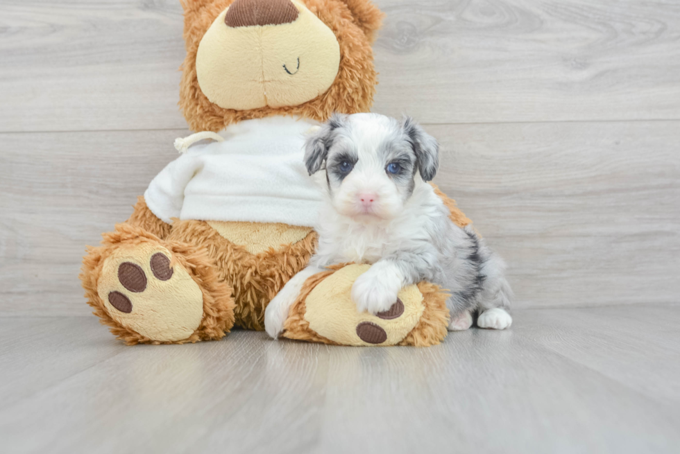 Playful Aussiepoo Poodle Mix Puppy