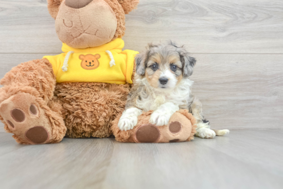 Mini Aussiedoodle Puppy for Adoption