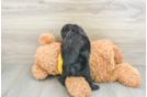 Happy Mini Aussiedoodle Baby