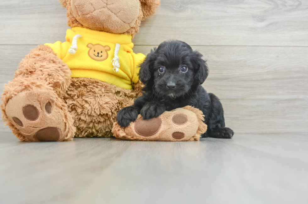 6 week old Mini Aussiedoodle Puppy For Sale - Premier Pups