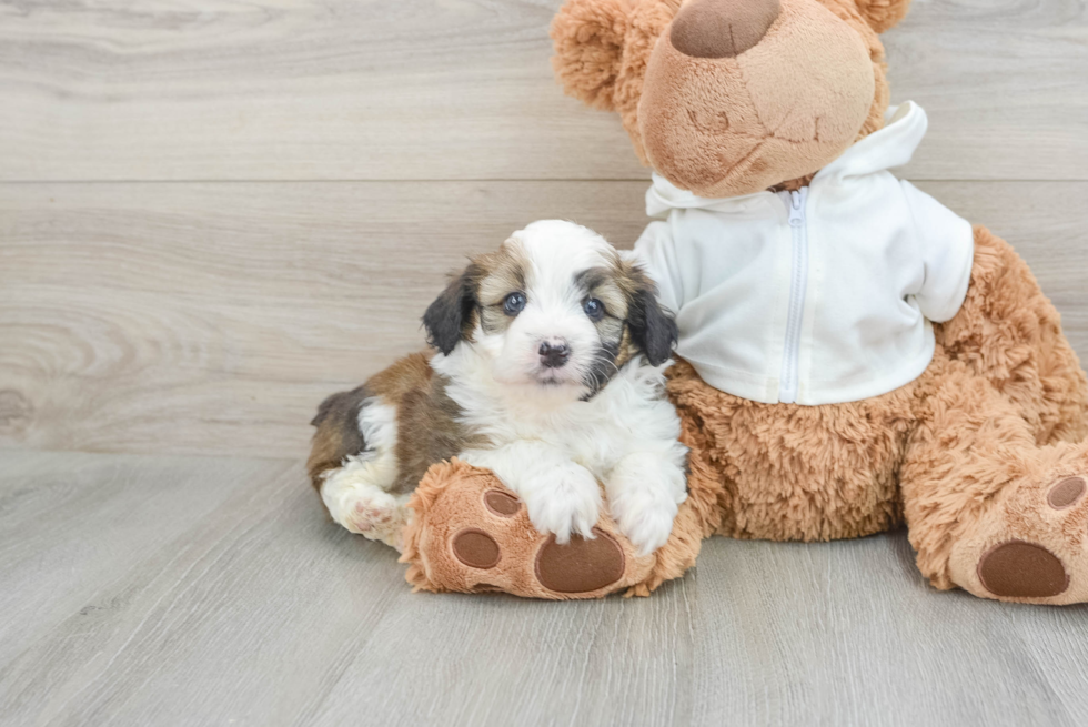 Friendly Mini Aussiedoodle Baby