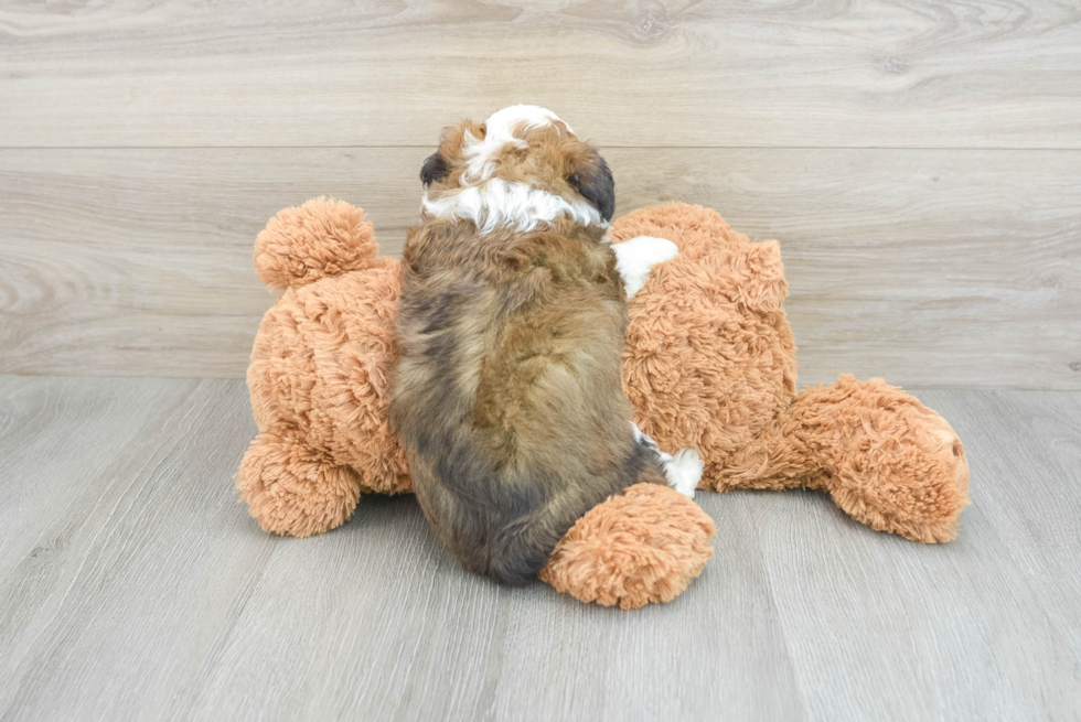 Mini Aussiedoodle Pup Being Cute