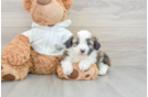 Little Mini Aussiepoo Poodle Mix Puppy