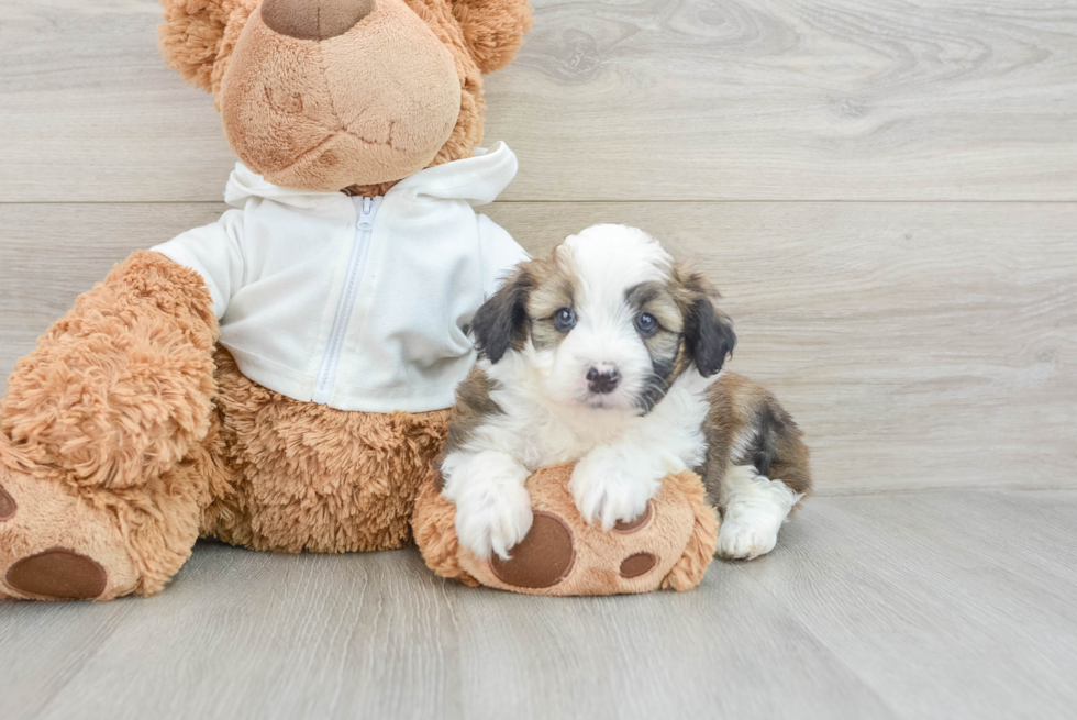 Little Mini Aussiepoo Poodle Mix Puppy