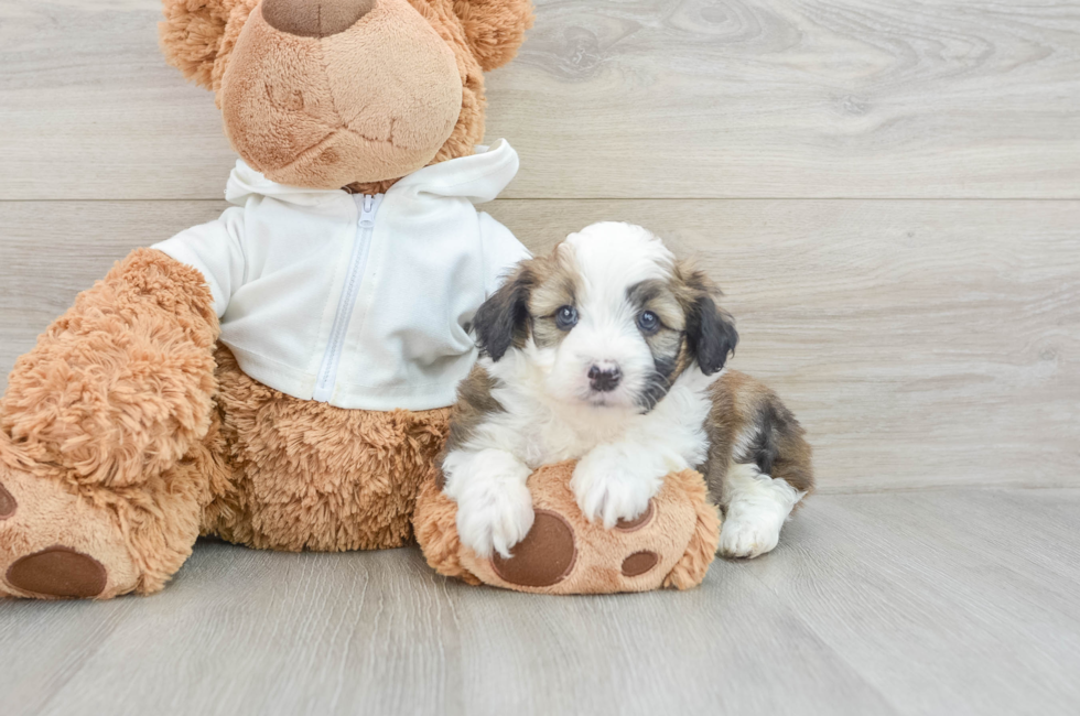 5 week old Mini Aussiedoodle Puppy For Sale - Premier Pups