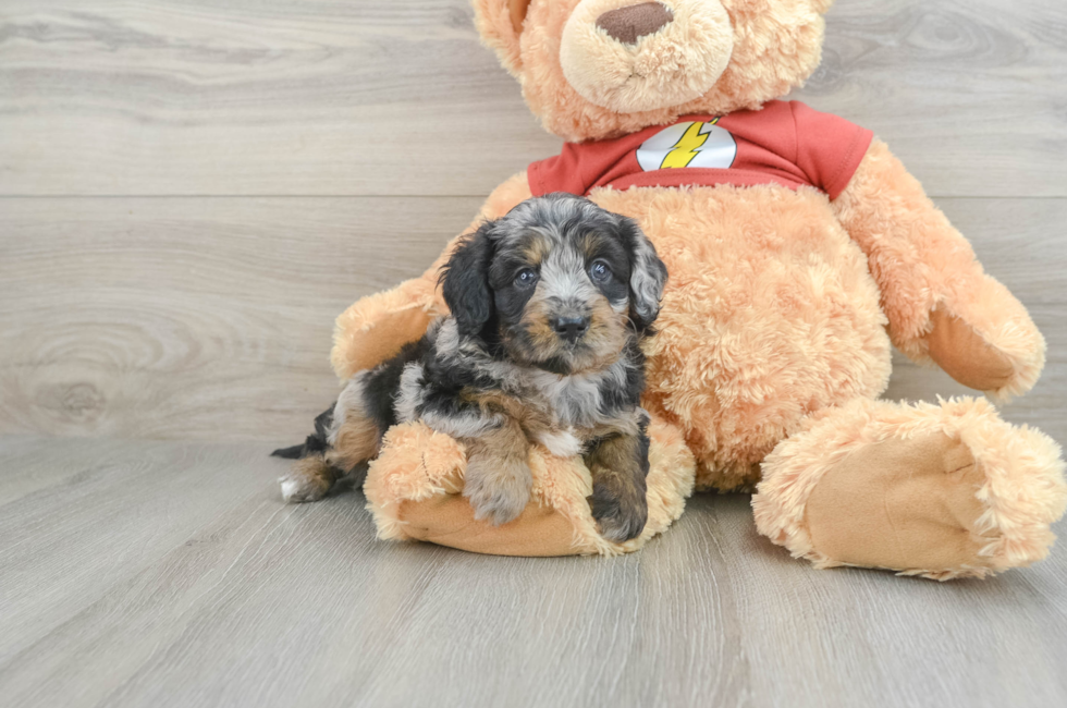 6 week old Mini Aussiedoodle Puppy For Sale - Premier Pups