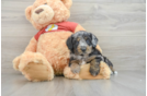 Mini Aussiedoodle Puppy for Adoption