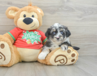 8 week old Mini Aussiedoodle Puppy For Sale - Premier Pups