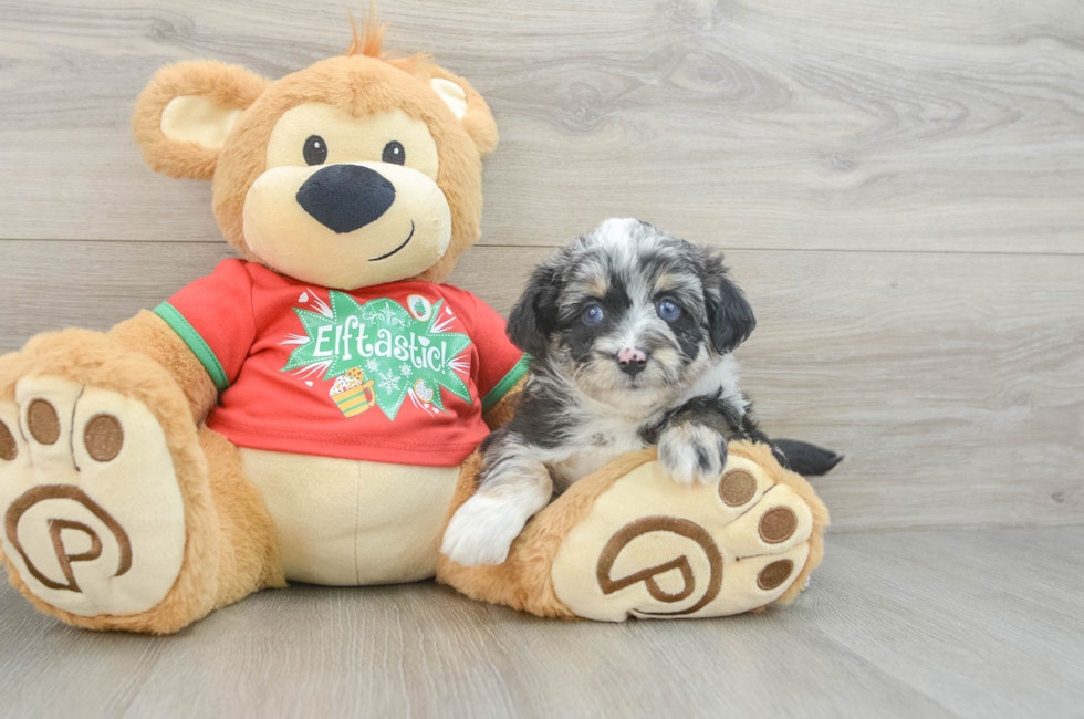 6 week old Mini Aussiedoodle Puppy For Sale - Premier Pups