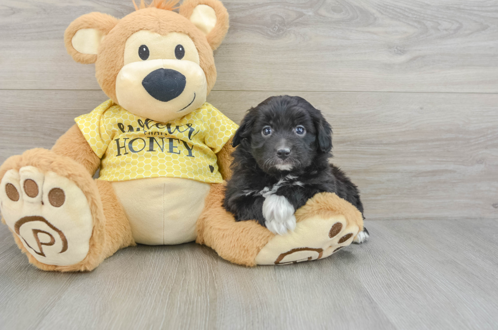 7 week old Mini Aussiedoodle Puppy For Sale - Premier Pups