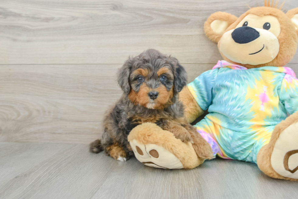 Best Mini Aussiedoodle Baby