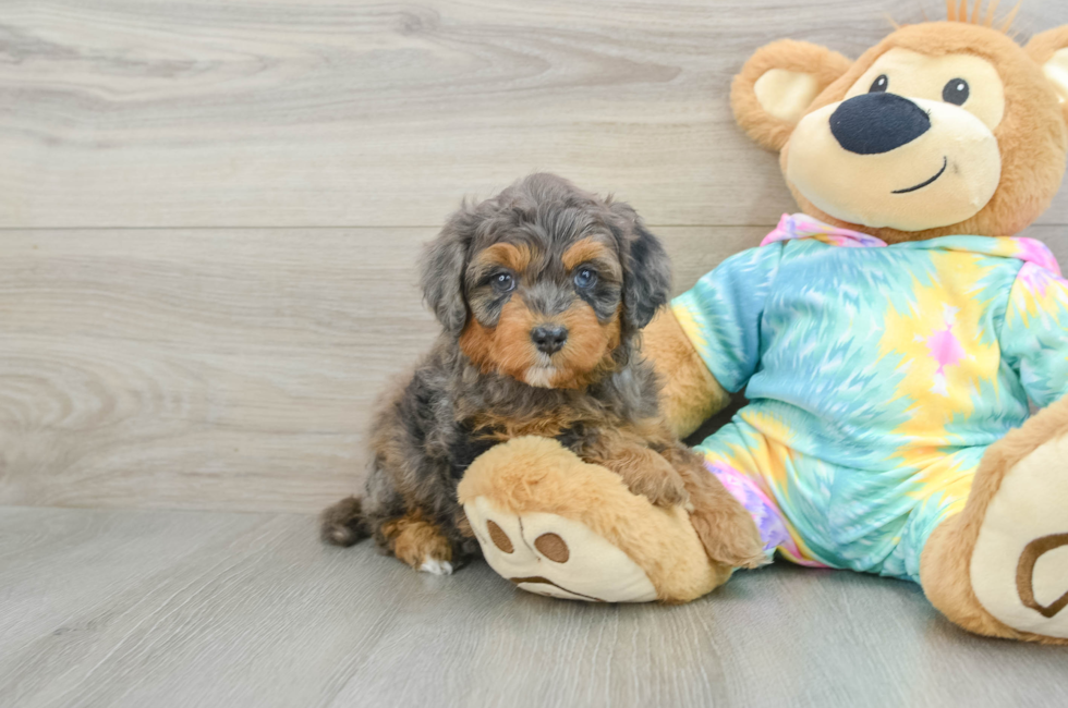 6 week old Mini Aussiedoodle Puppy For Sale - Premier Pups