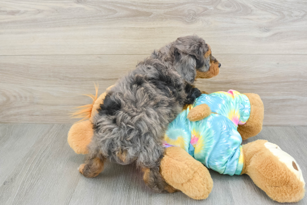 Little Mini Aussiepoo Poodle Mix Puppy