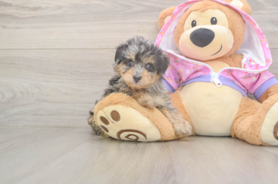 Mini Aussiedoodle Puppy for Adoption