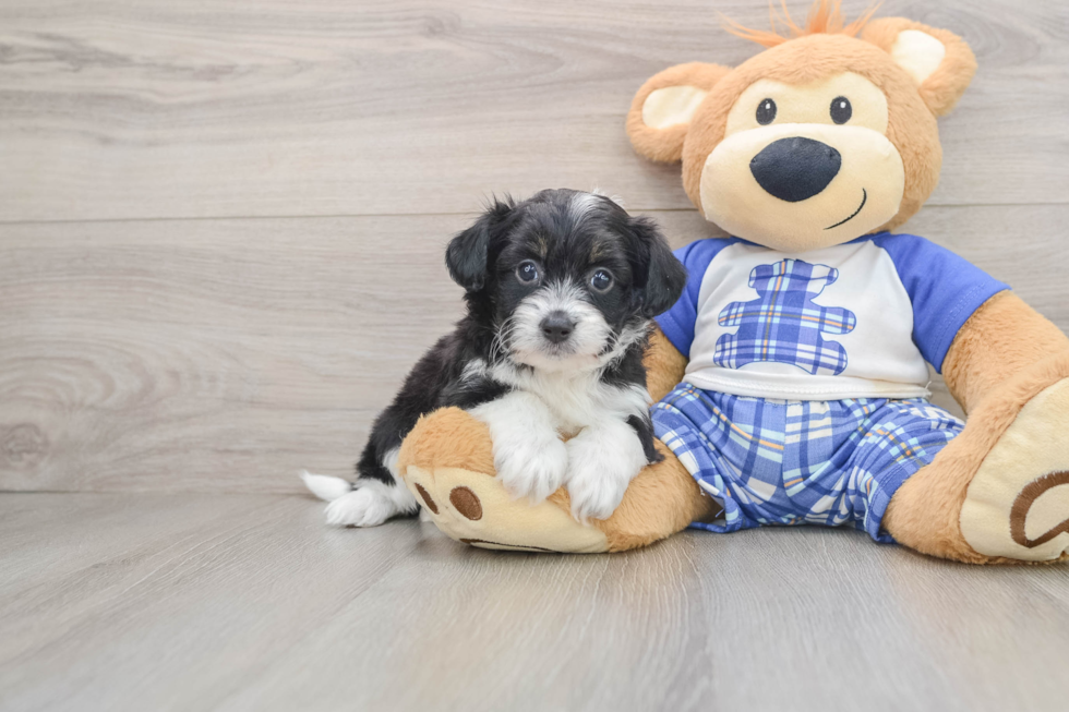 Best Mini Aussiedoodle Baby