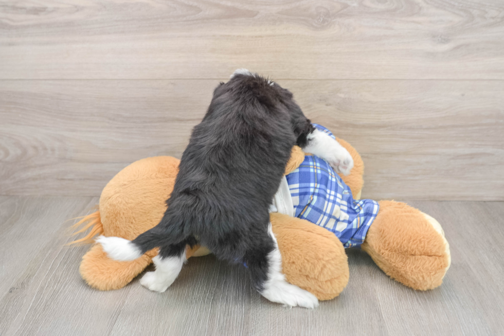 Mini Aussiedoodle Pup Being Cute
