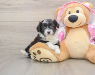 8 week old Mini Aussiedoodle Puppy For Sale - Premier Pups