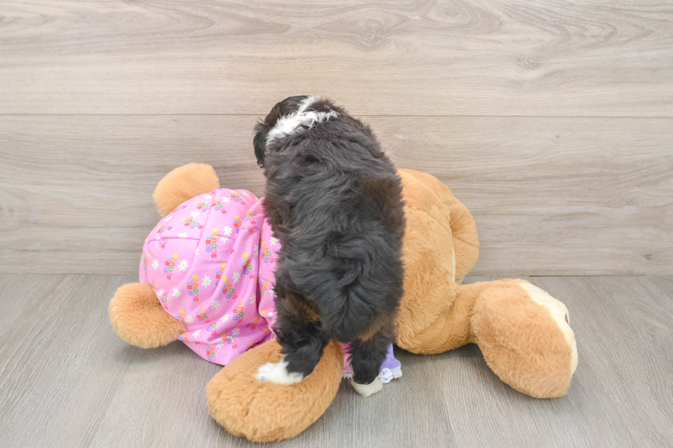 Fluffy Mini Aussiedoodle Poodle Mix Pup