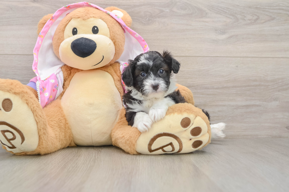Playful Mini Aussiepoodle Poodle Mix Puppy