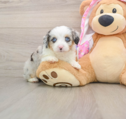 7 week old Mini Aussiedoodle Puppy For Sale - Premier Pups
