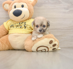 9 week old Mini Aussiedoodle Puppy For Sale - Premier Pups