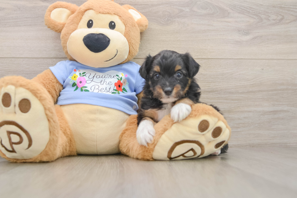 Best Mini Aussiedoodle Baby