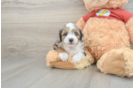 Popular Mini Aussiedoodle Poodle Mix Pup