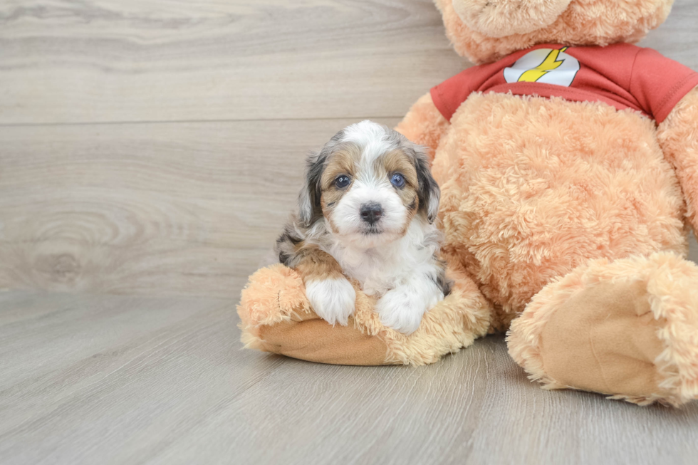 Popular Mini Aussiedoodle Poodle Mix Pup