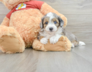 8 week old Mini Aussiedoodle Puppy For Sale - Premier Pups